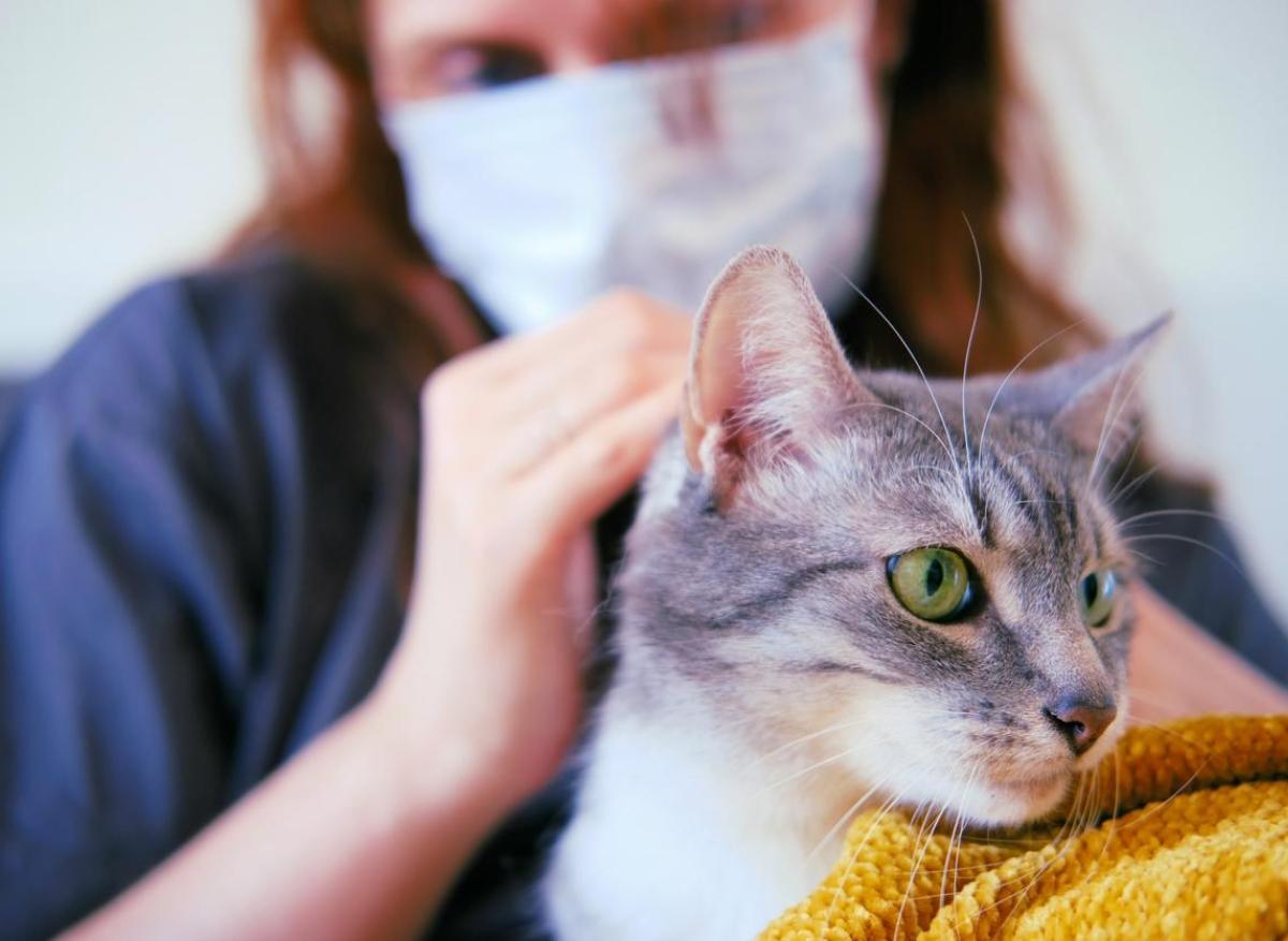 Covid-19 : si un chat est contaminé, peut-il générer un nouveau variant ?