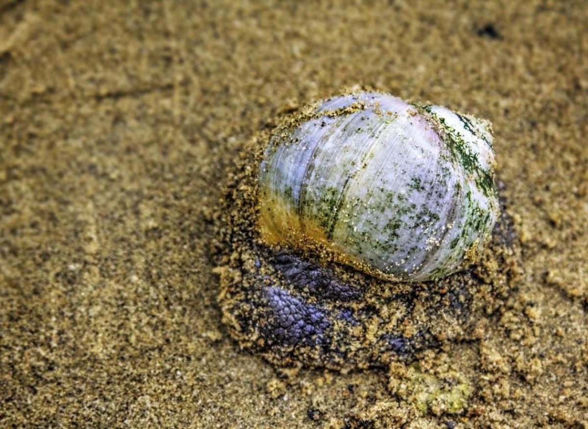 Diabète : un venin d'escargot marin plus efficace que l'insuline ?