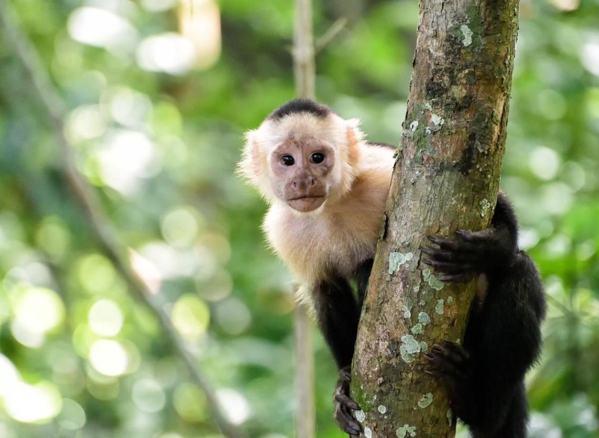 Variole du singe : un premier cas confirmé en France