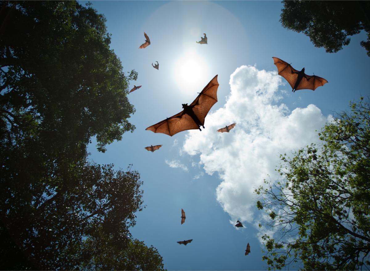 Les chauves-souris ne seraient pas à l’origine de la Covid-19, selon une étude