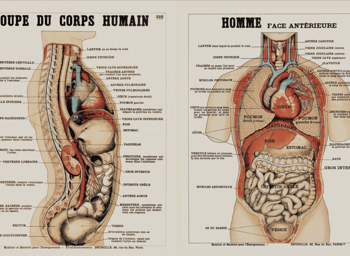 Pourquoi les planches d'anatomie Deyrolle peuvent aider à mieux prendre soin de son corps