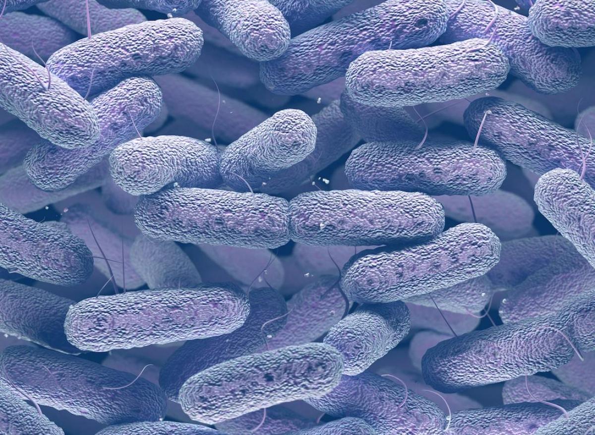 Comment Escherichia coli se joue du système immunitaire 