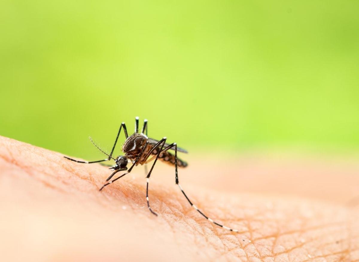 Moustiques : une étudiante se fait piquer plus de 200 fois