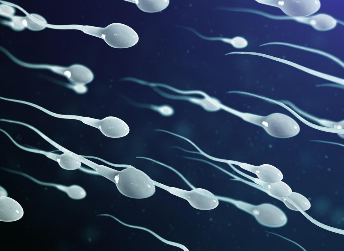 Les spermatozoïdes davantage dégradés chez les hommes âgés présentant une obésité