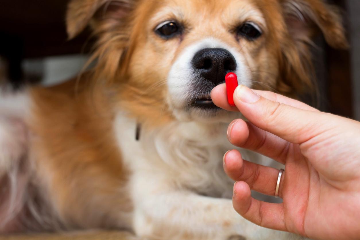 Réforme des médicaments vétérinaires : Vers de nouvelles règles de prescription et de délivrance