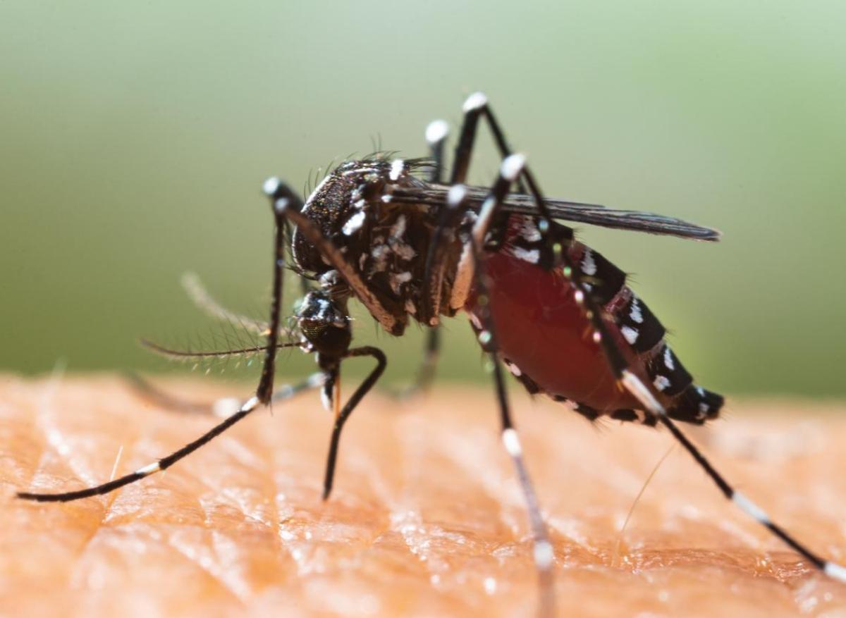 Moustique tigre : pas de cas domestique de dengue pour le moment