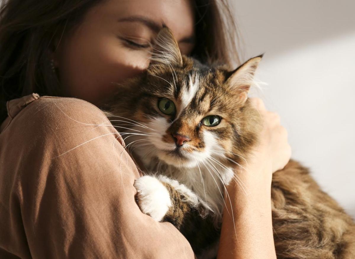 Un virus du chat pourrait se transmettre aux humains