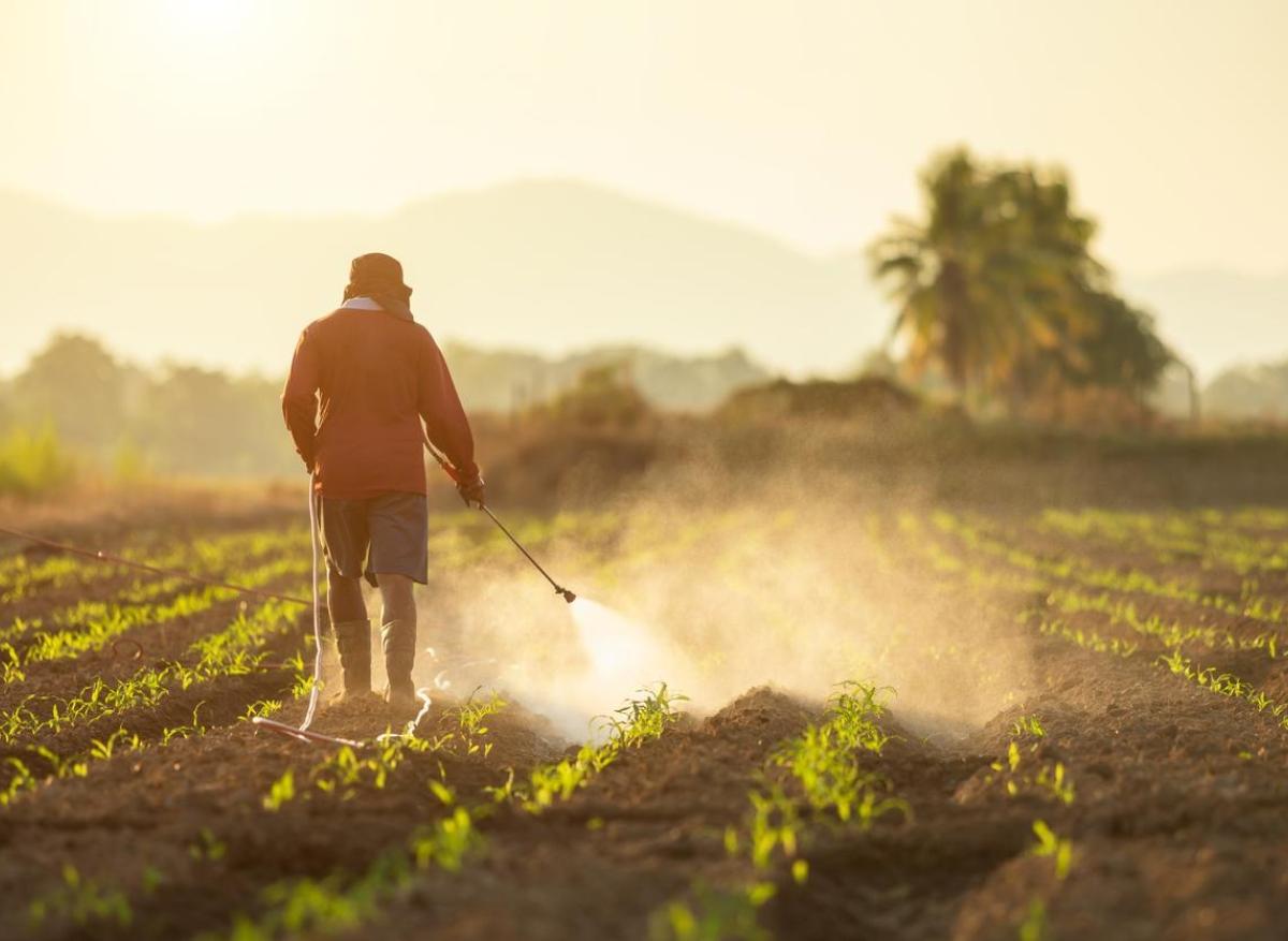 Le glyphosate provoquerait un poids de naissance plus faible chez les bébés