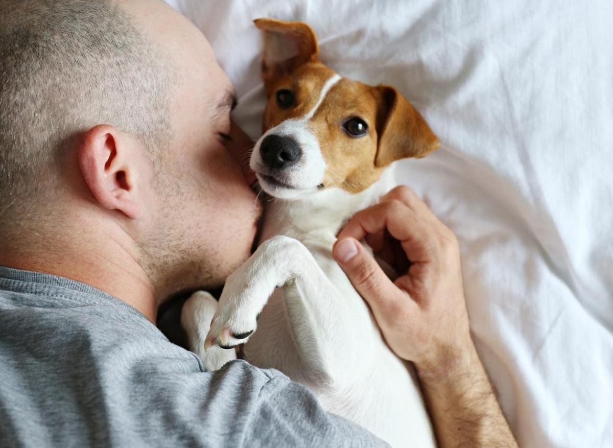 Traitements hormonaux cutanés : attention, danger pour les animaux de compagnie ! 