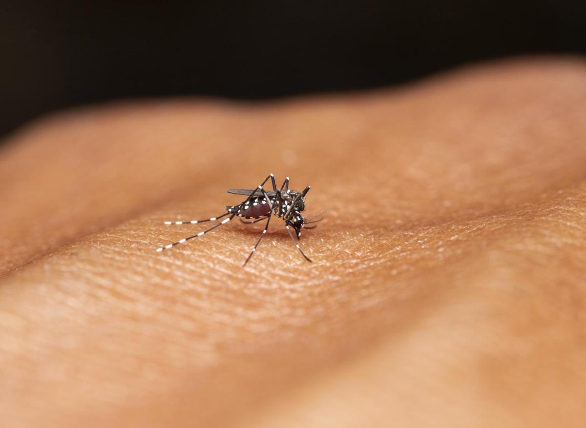 Dengue : en forte hausse dans les Antilles