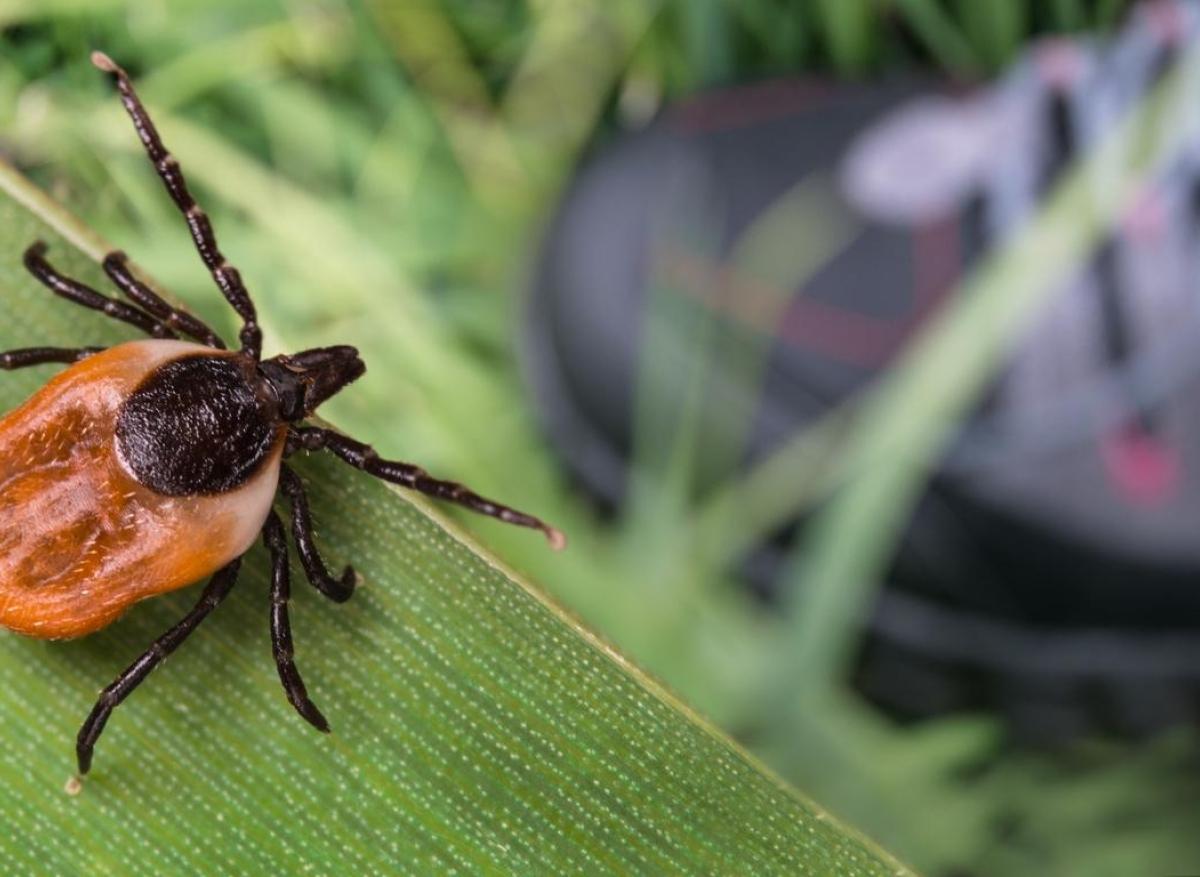 Il meurt à cause d’une morsure de tique : comment se protéger de ces parasites ? 