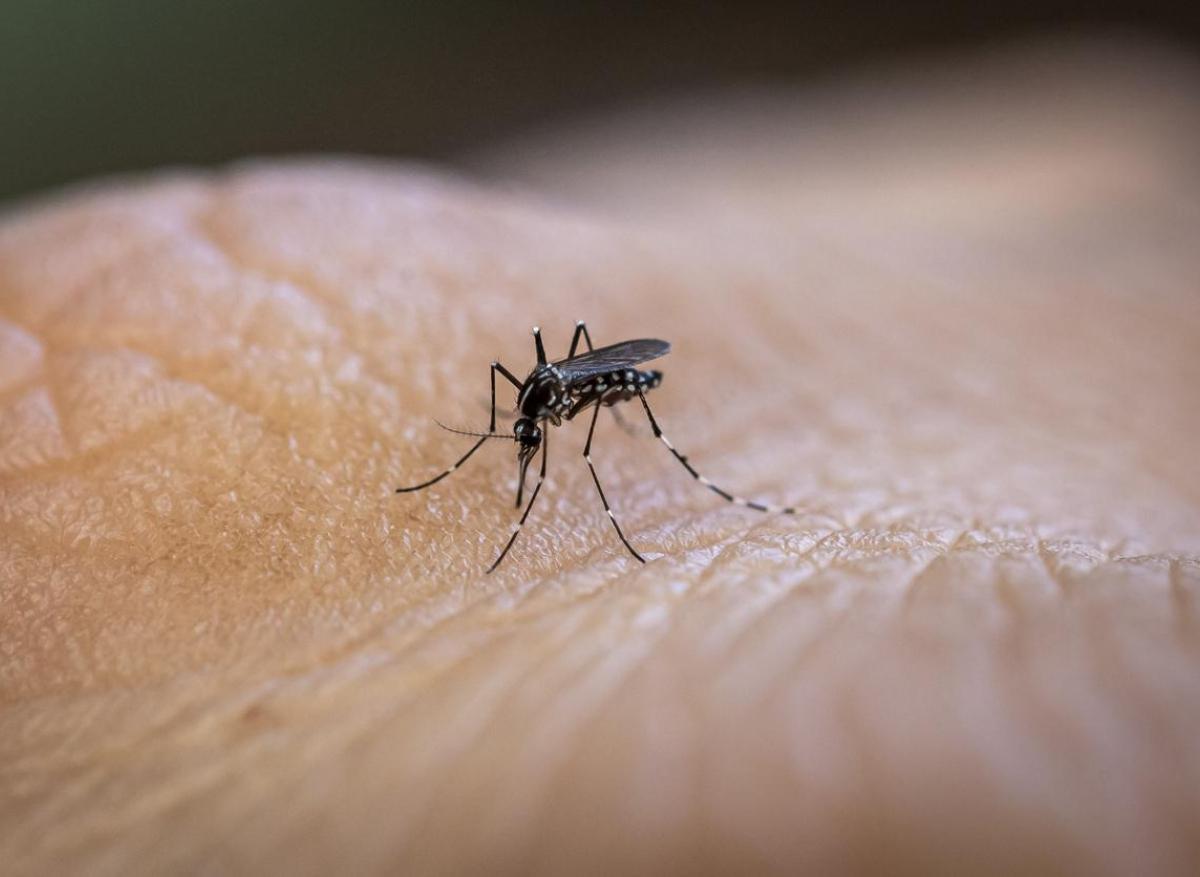 Pourquoi la peau attire les moustiques ? 