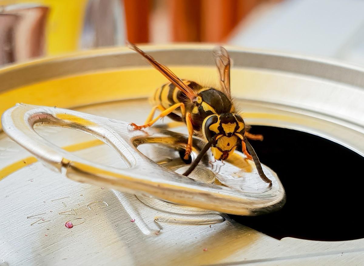 Piqûre d’abeille, de guêpe ou de frelon : comment réagir ?