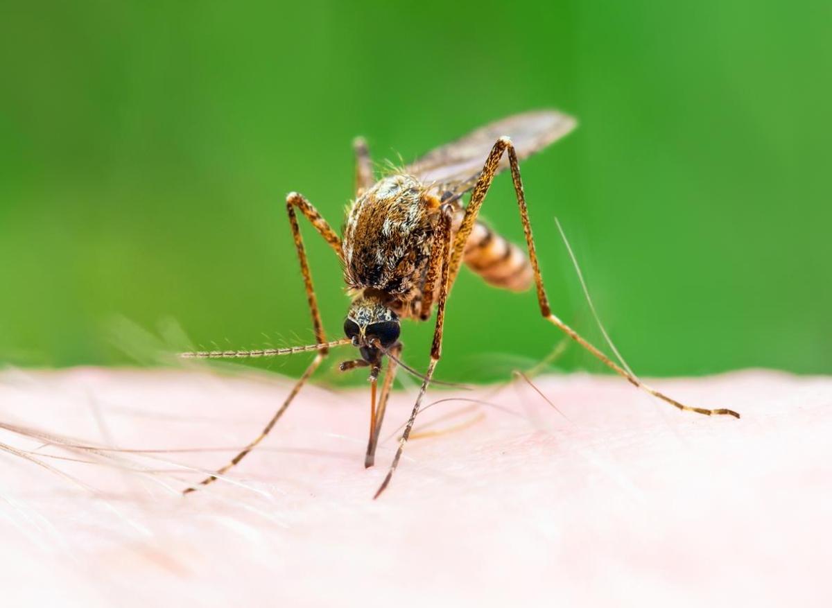 Argentine : apparition de moustiques vecteurs d'encéphalite