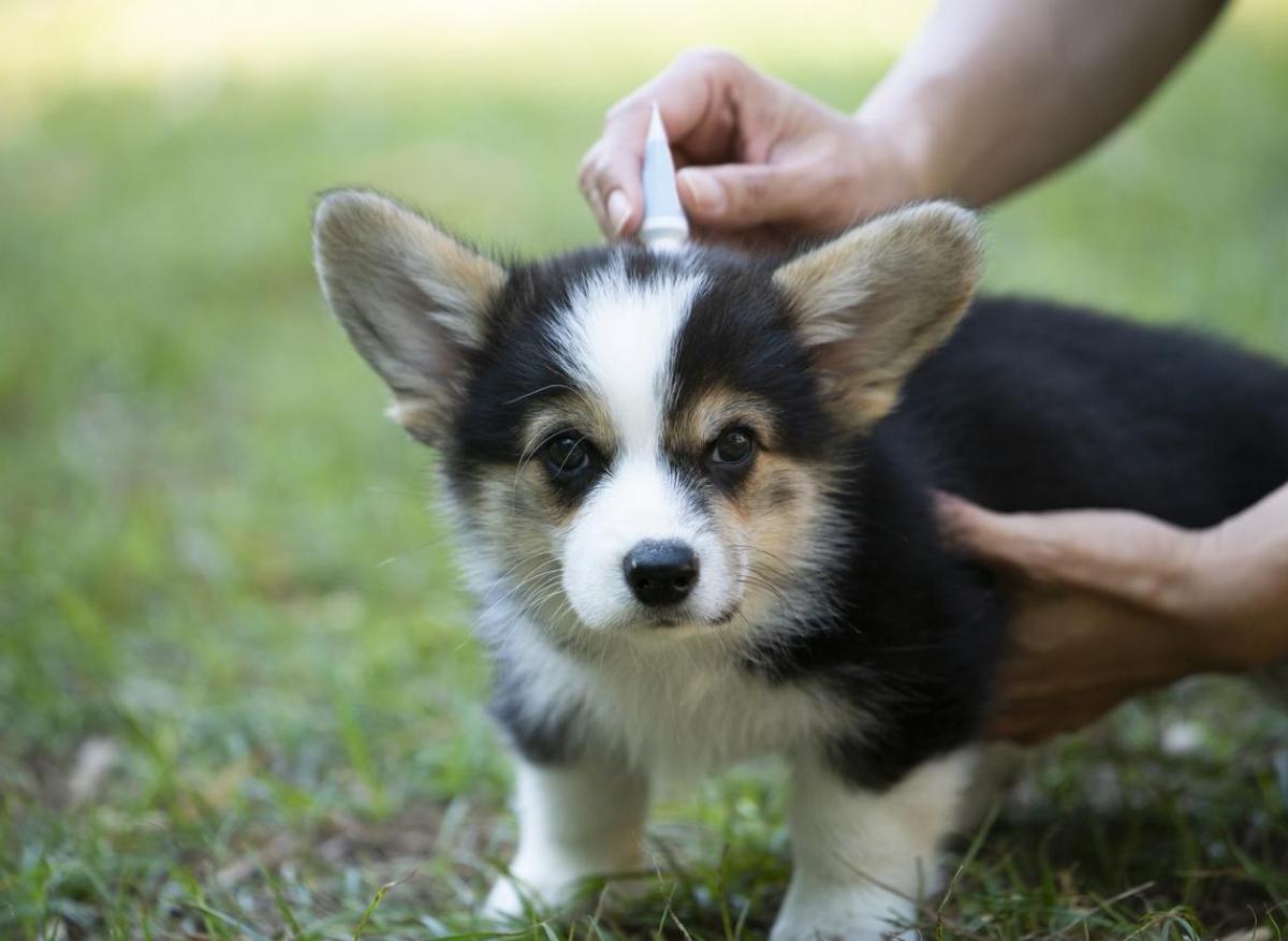 Antiparasitaires : comment traiter les animaux sans danger pour la famille ?