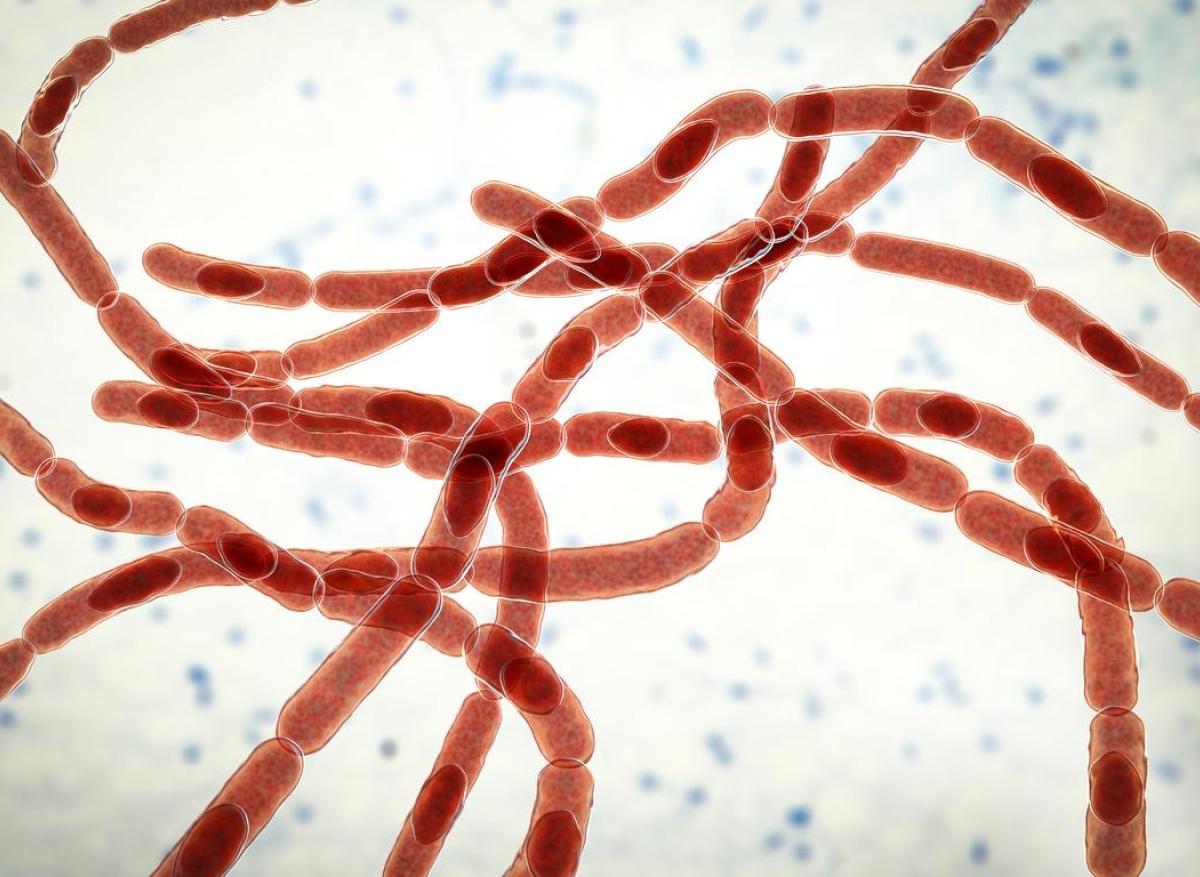 Une bactérie mortelle pourrait-elle devenir l’antidouleur miracle ?