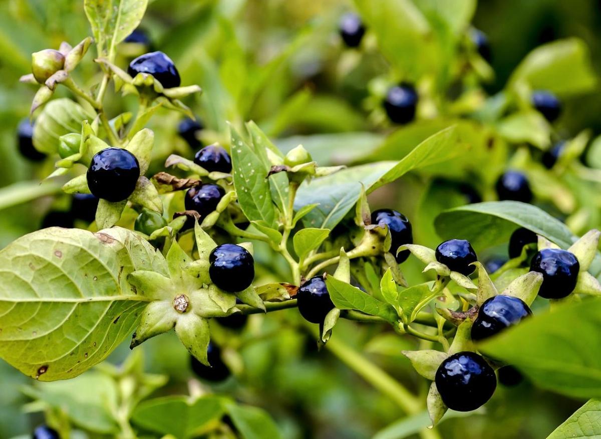 Des plantes toxiques en pleine nature