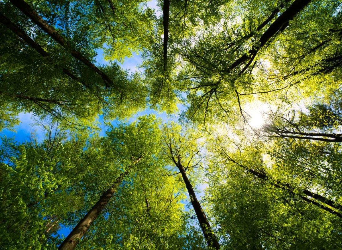 Si la nature nous fait du bien, c'est surtout grâce à sa biodiversité ! 