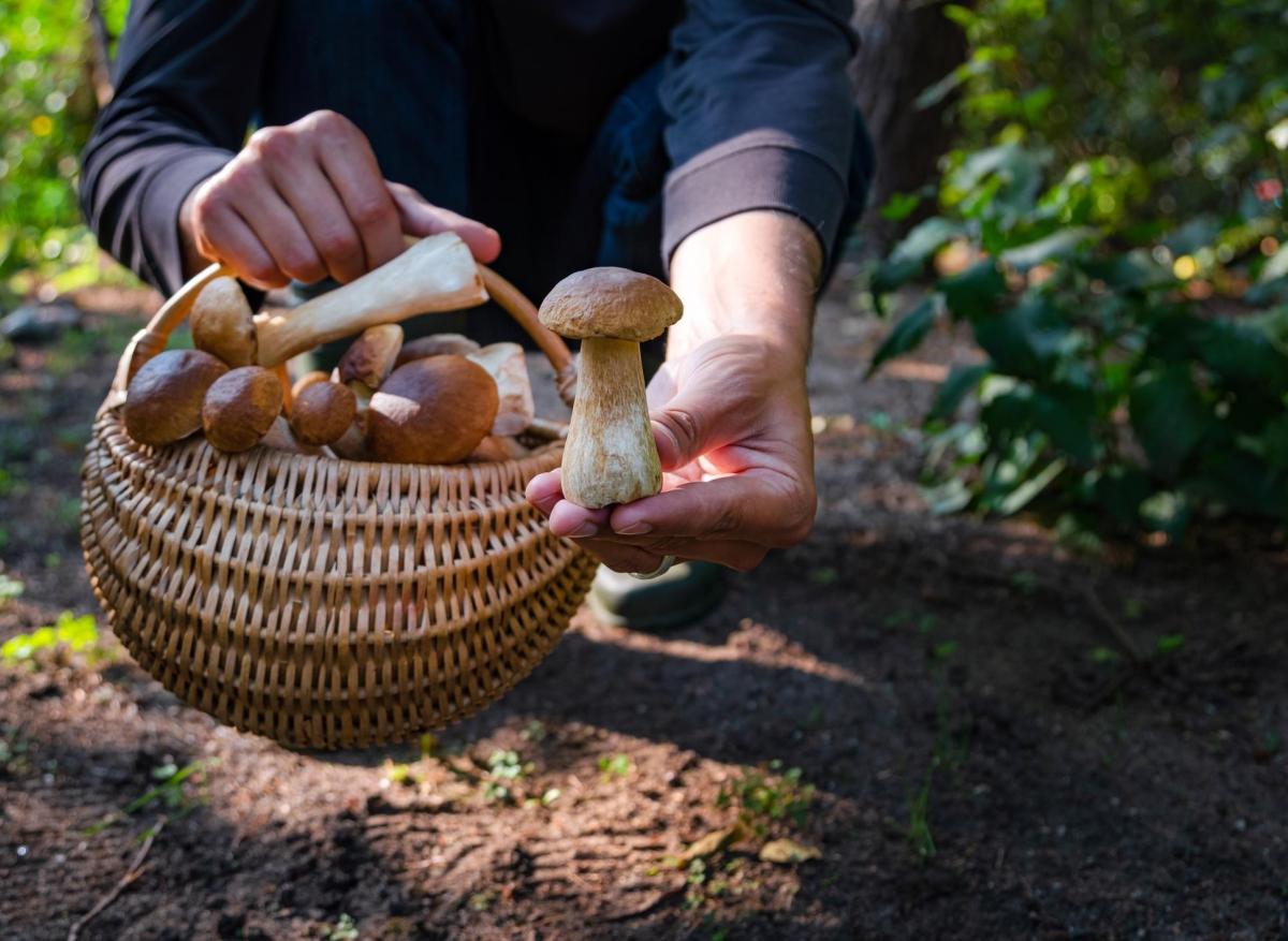 Champignons : 600 cas d’intoxication enregistrés depuis juillet