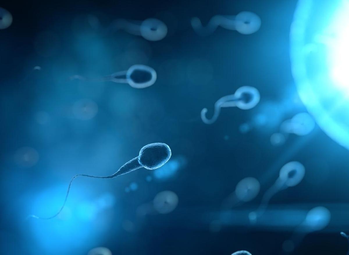 Fertilité : une étude alerte sur le déclin alarmant du nombre de spermatozoïdes