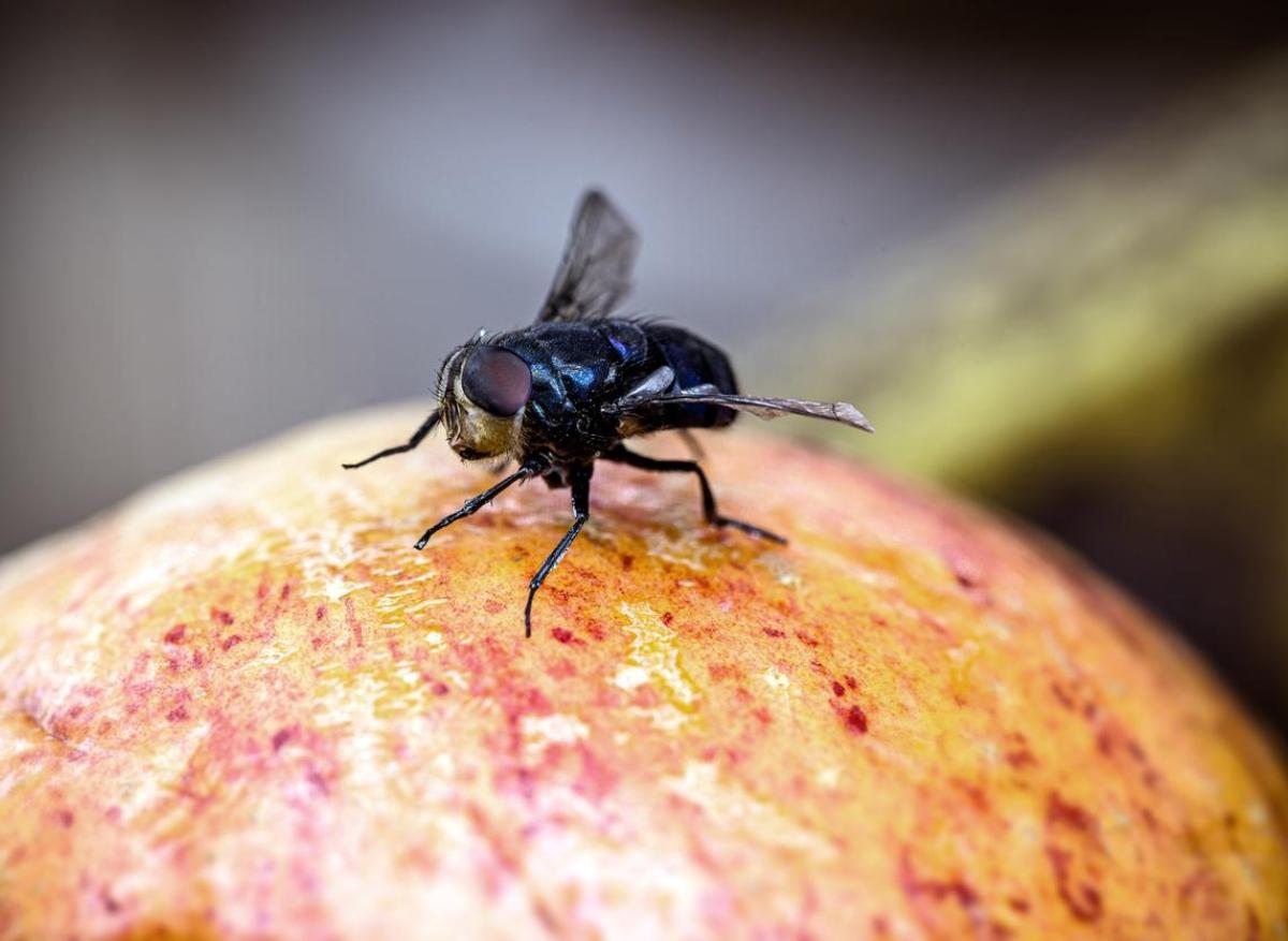 Alzheimer : les chercheurs décodent la maladie... grâce à une mouche