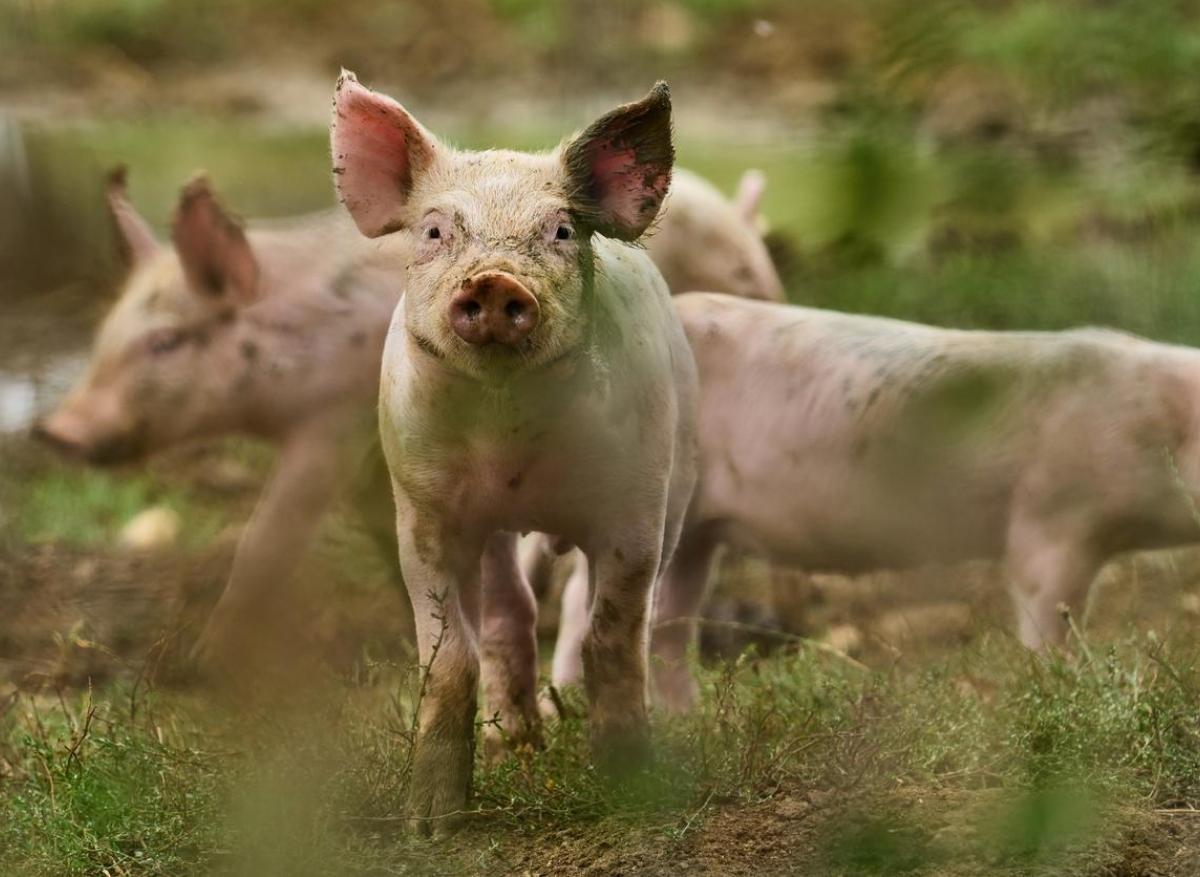 Première mondiale : un rein de porc transplanté sur un patient vivant