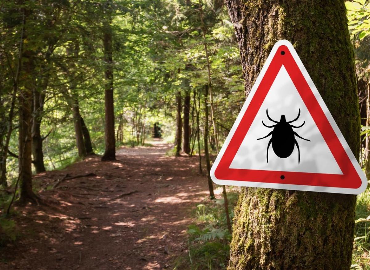 Maladie de lyme :  5 lieux où il est possible de se faire mordre par des tiques