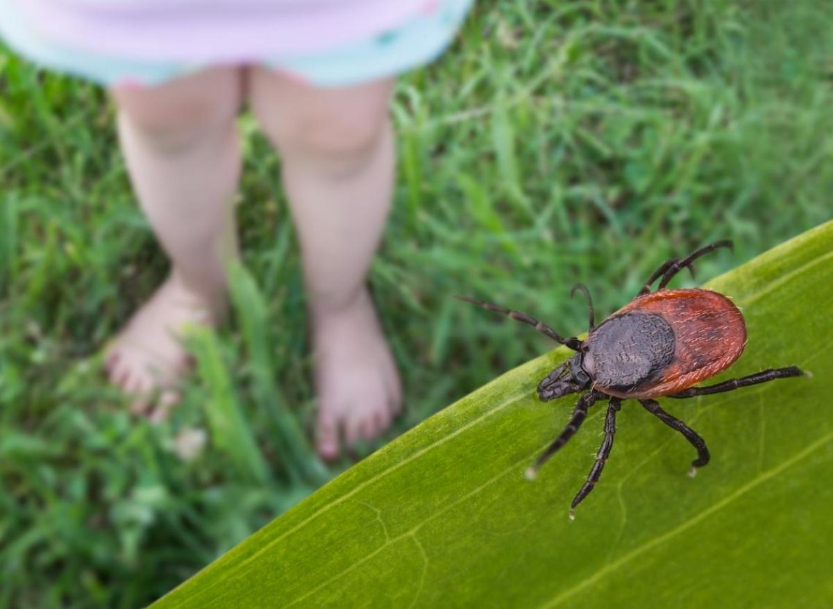 Les tiques envahissent les forêts françaises : que faire en cas de morsure ? 