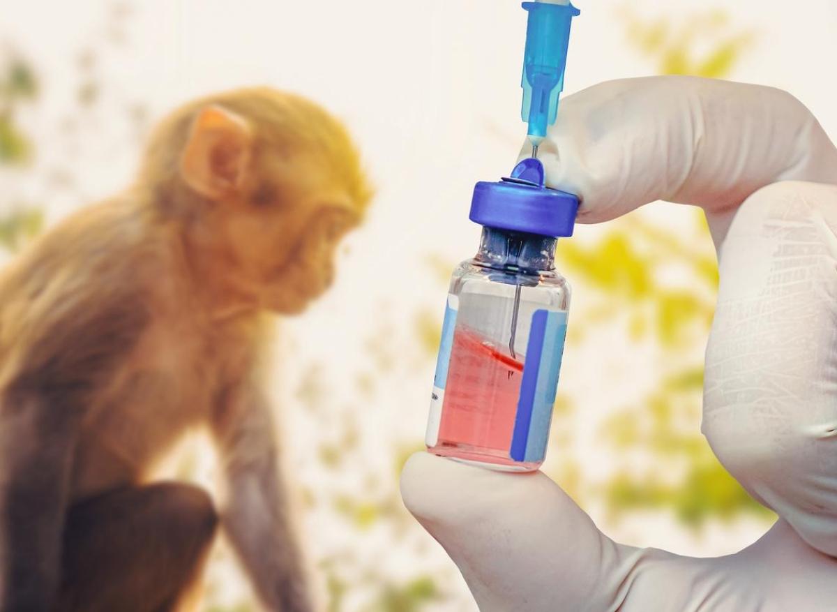 Zoonose : 4 virus transmis par les animaux tueront 12 fois plus d’ici 2050