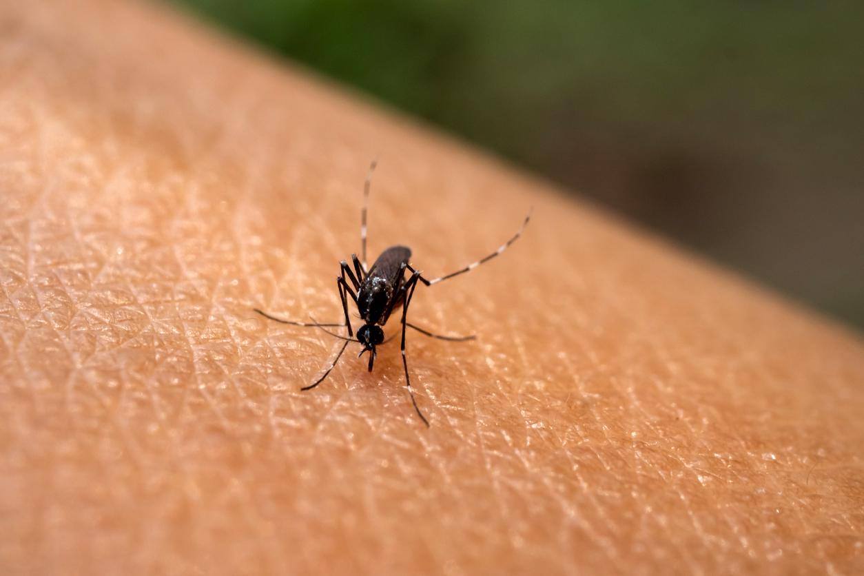 Chikungunya à la Réunion : le centre hospitalier a besoin de renforts 