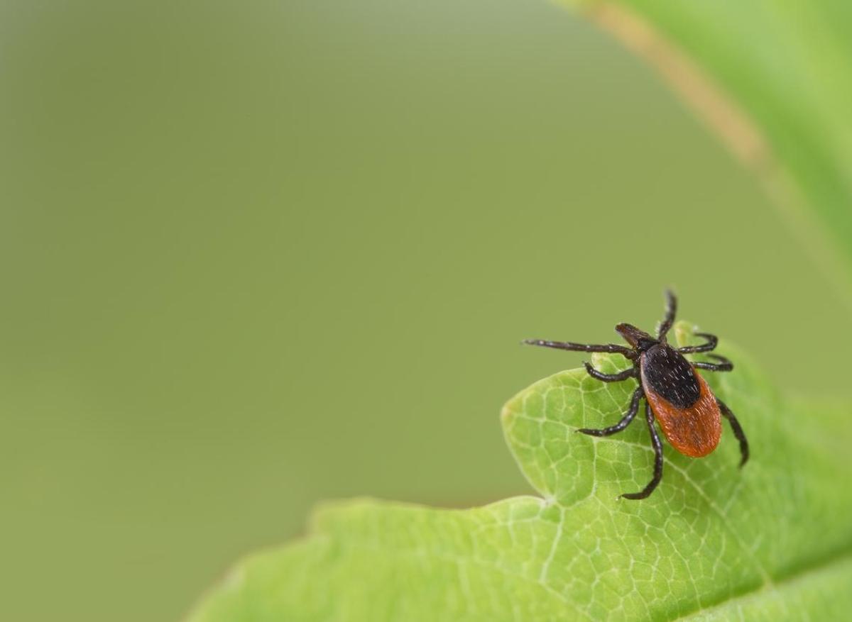 Maladie de Lyme : 