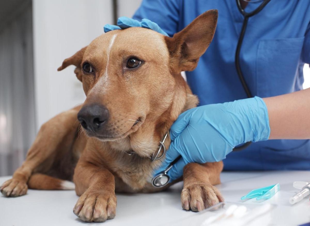 Une maladie respiratoire inconnue se propage rapidement chez les chiens aux États-Unis