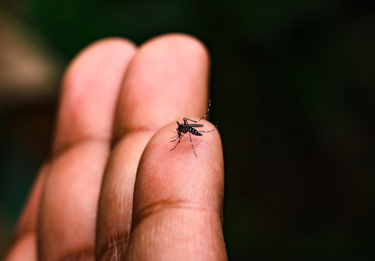 Dengue et chikungunya : vers une implantation durable en Europe ?