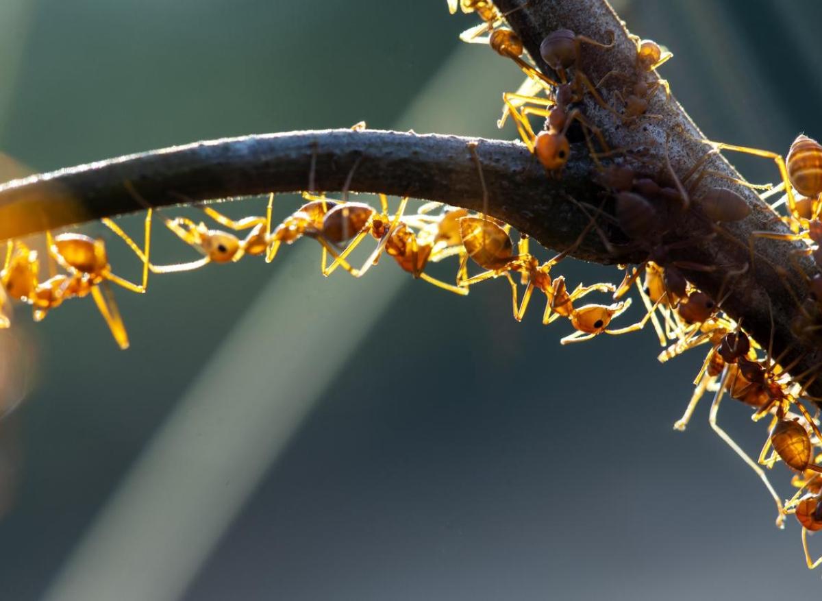 Fourmis de feu en Europe : une invasion qui inquiète