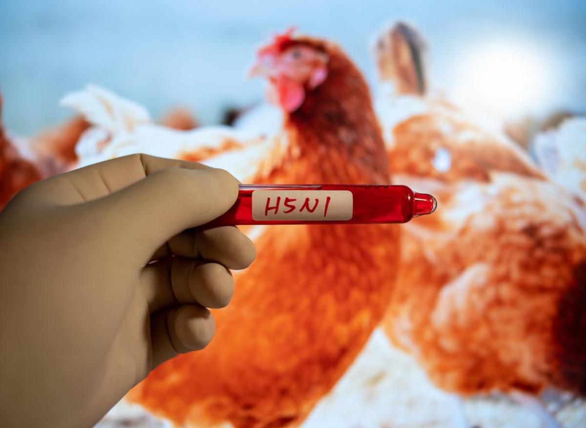 Grippe aviaire dans le Nord : quels risques pour l'Homme ?