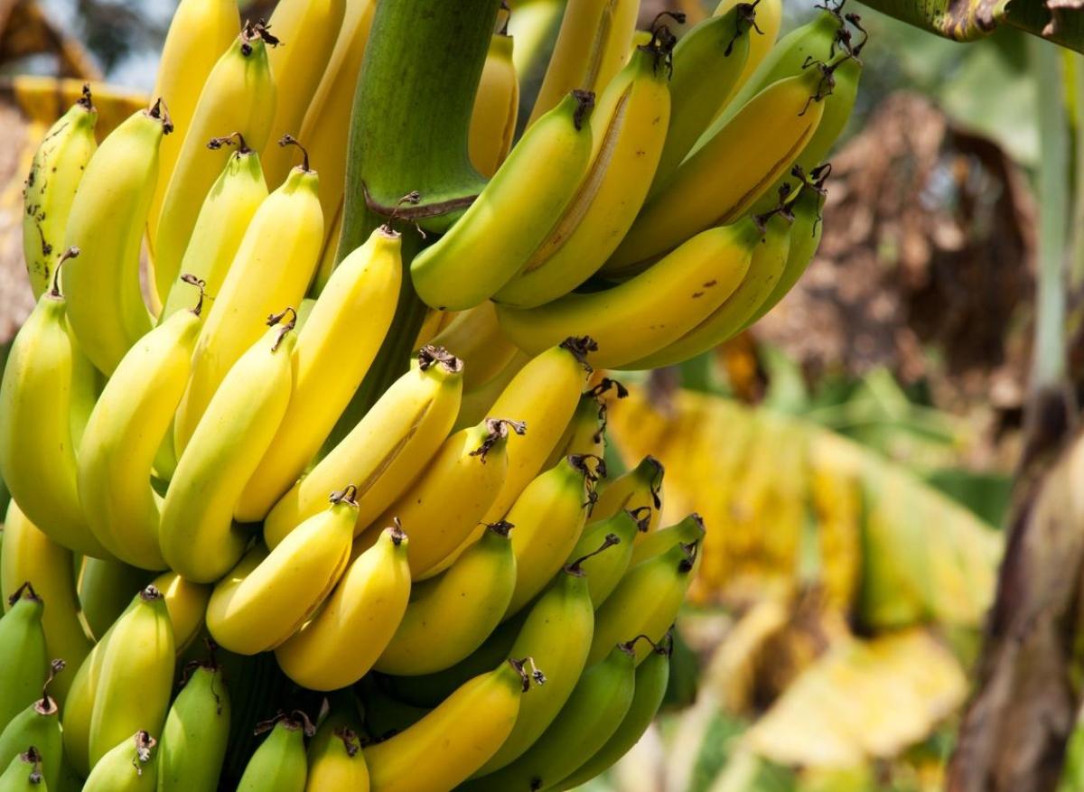 Chlordécone : quelles sont les pathologies associées à ce pesticide ? 