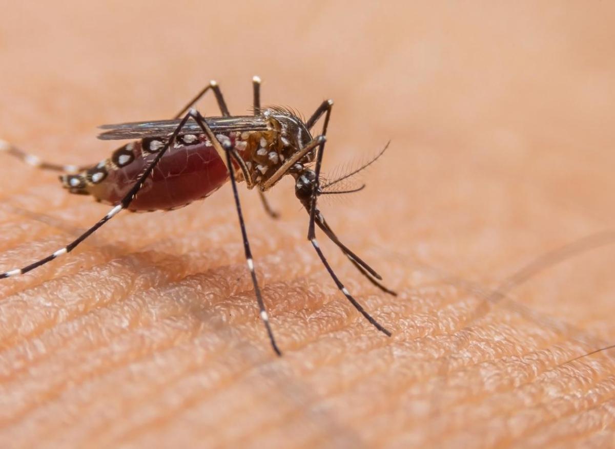 Dengue : une épidémie frappe le Brésil en plein Carnaval de Rio