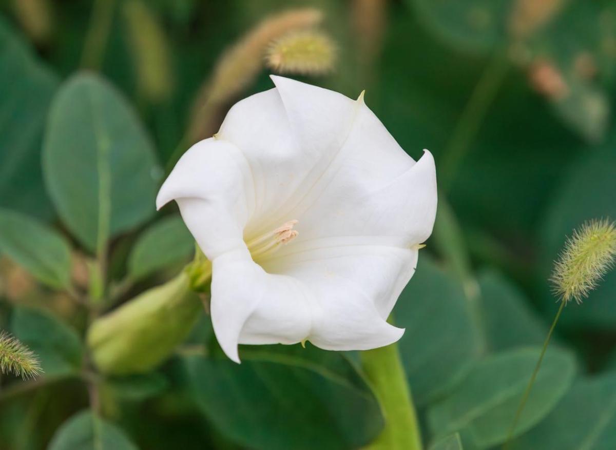 Du datura dans la farine de blé noir bio, quels dangers ?