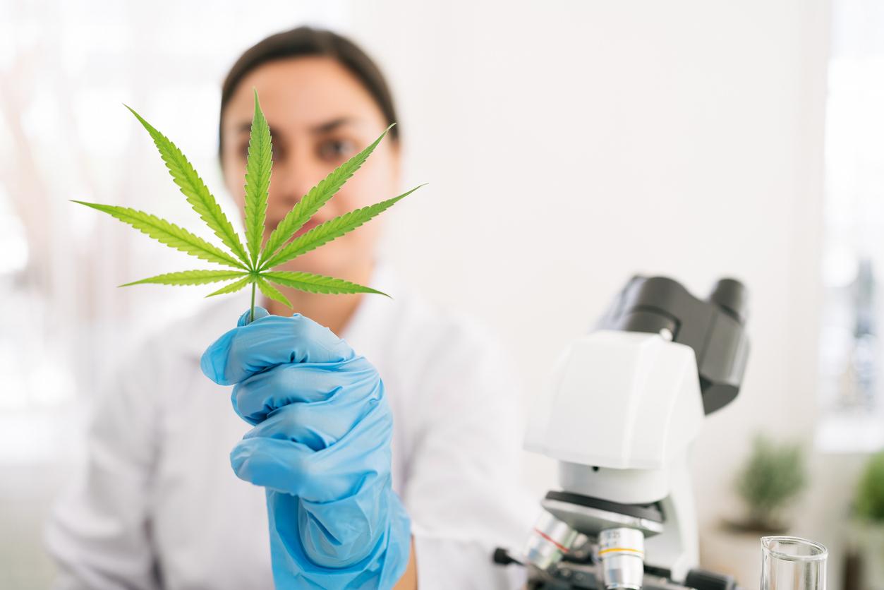 Cannabis thérapeutique: un calendrier réglementaire se précise pour une possible généralisation fin 2026