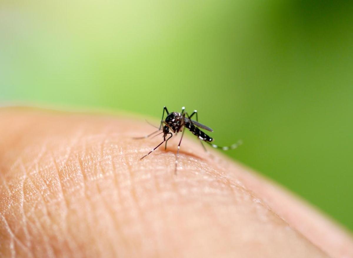 Moustique tigre : une hausse inhabituelle des cas de dengue autochtone en métropole 