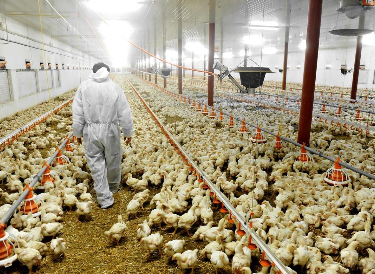 Grippe aviaire : les vaccinations auront lieu à l’automne 2023