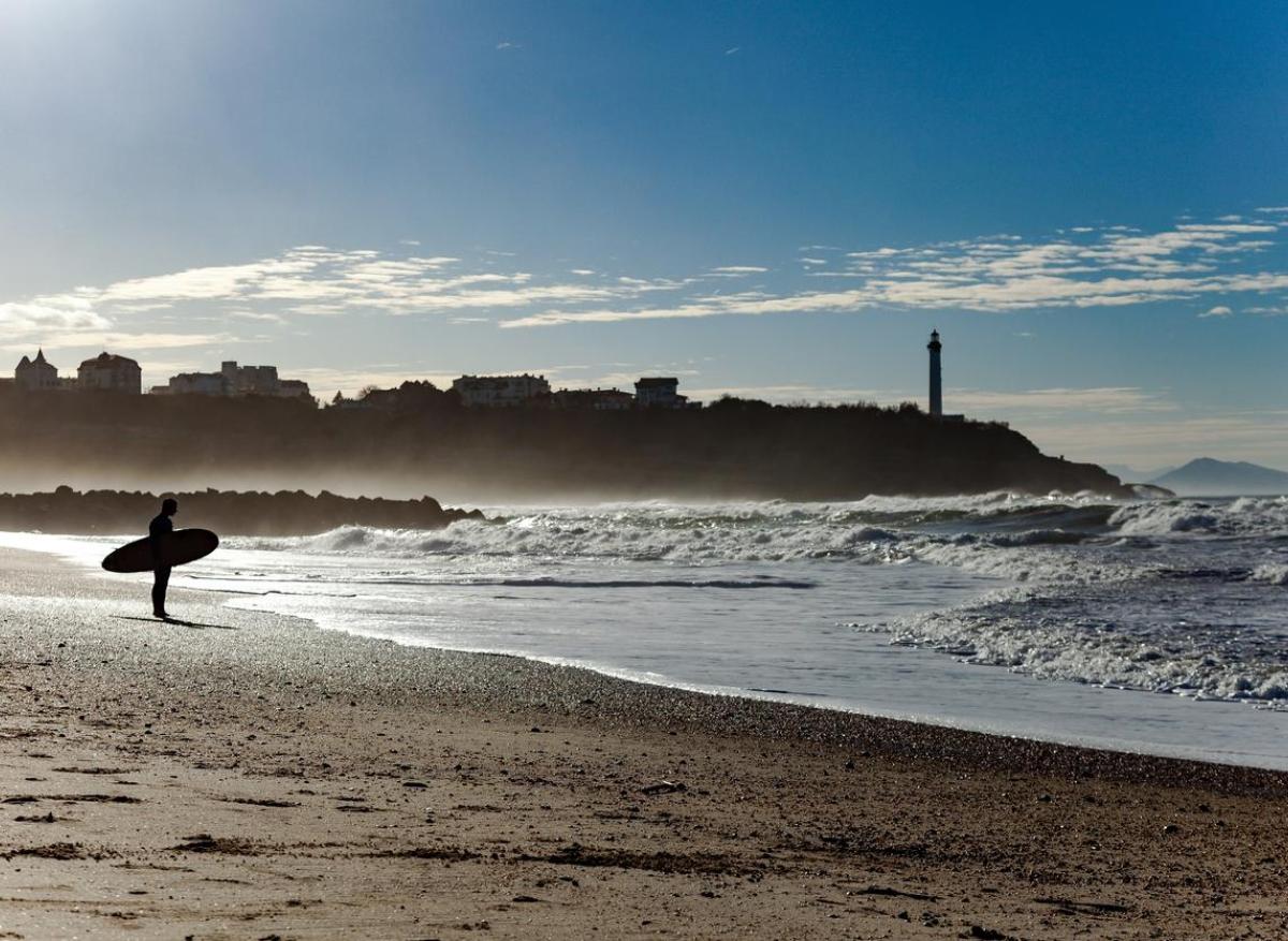 Intoxication sur la côte basque : attention aux microalgues Ostreopsis