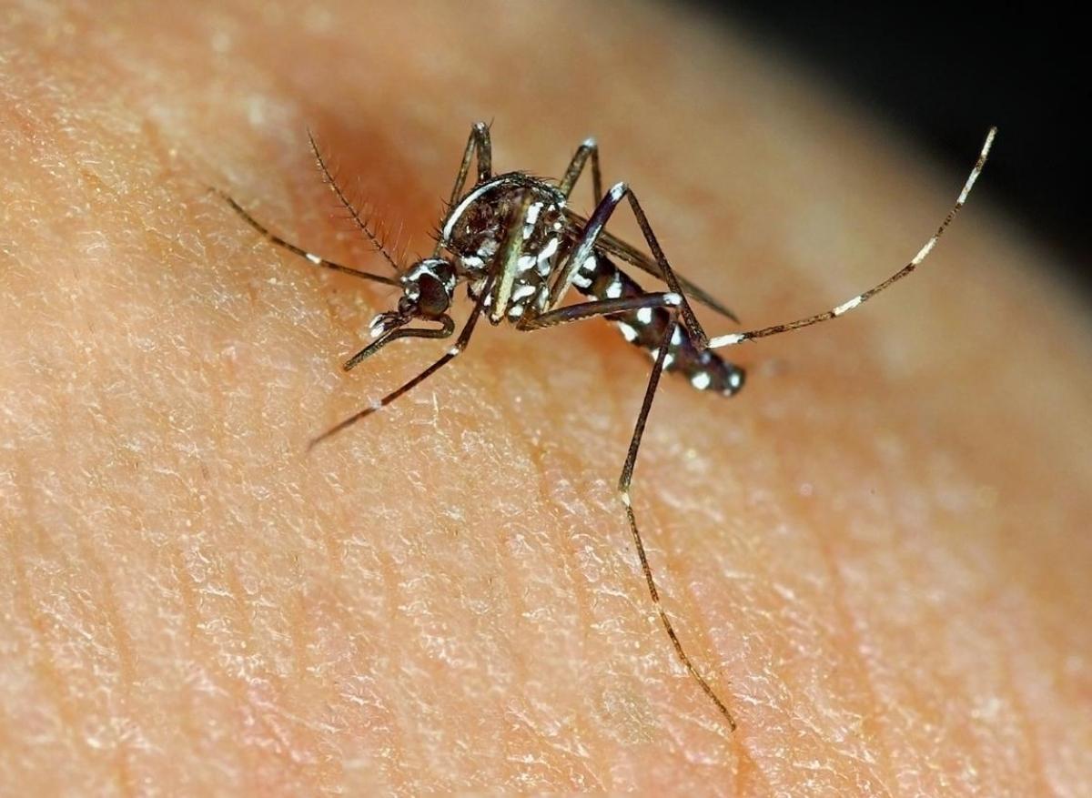 Moustiques tigres à Nîmes : un cas de dengue repéré en centre-ville