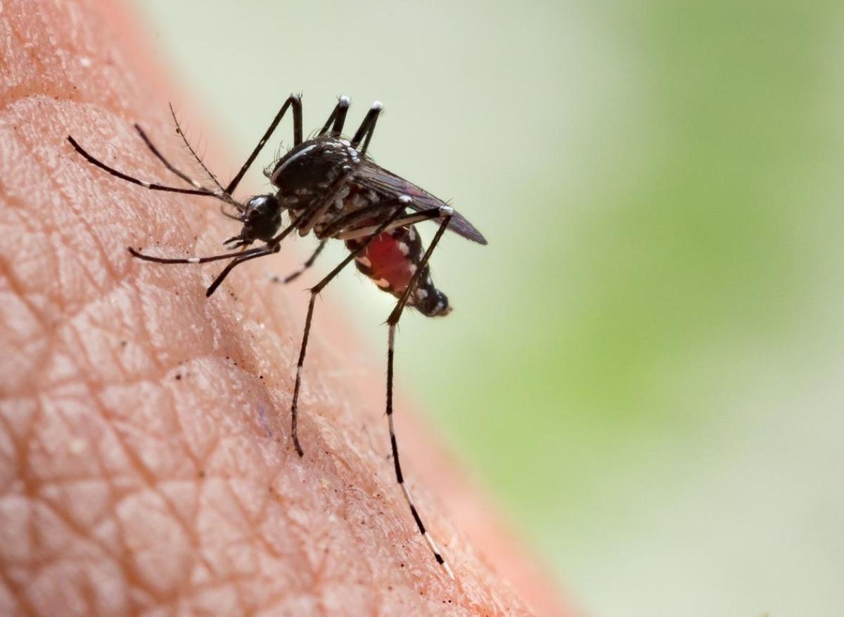 Chikungunya : un premier vaccin autorisé aux USA