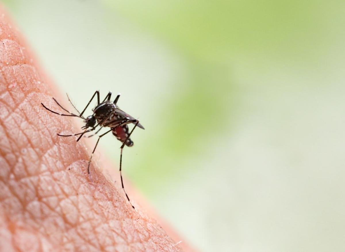 Dengue : un premier cas autochtone repéré en Île-de-France