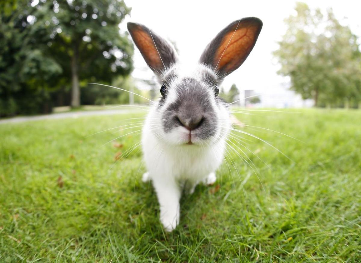 Lapins, chats, visons, léopard... : 