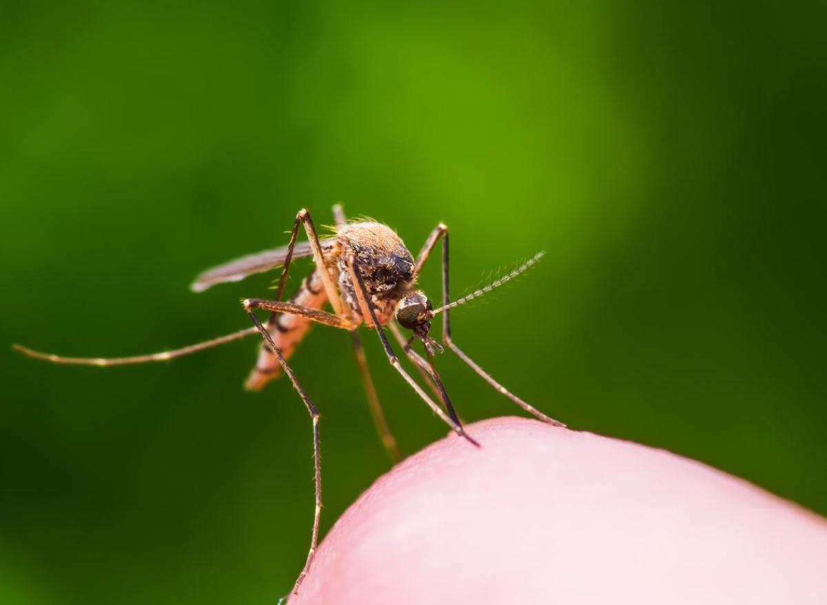 Paludisme, dengue, Zika… : les moustiques génétiquement modifiés sont-ils la solution ?